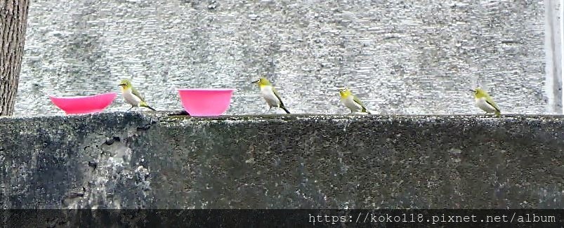 109.11.13 新竹高商-綠繡眼4.JPG