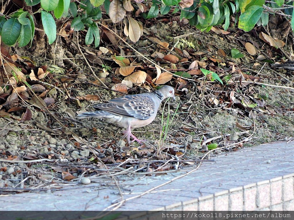 109.11.15 赤土崎公園-金背鳩.JPG