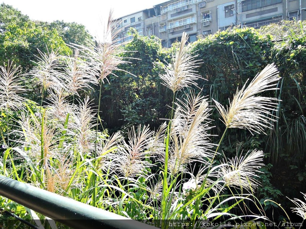 109.11.15 建功國小對面-芒草1.JPG