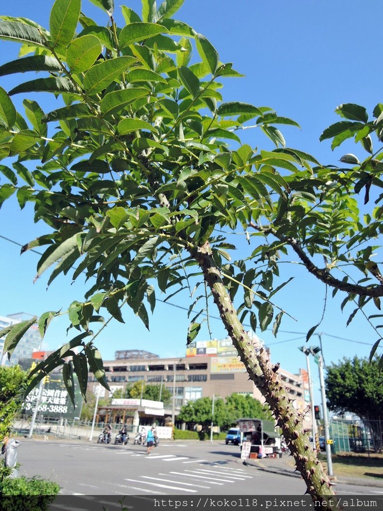 109.11.15 綠園道食物森林-食茱萸.JPG