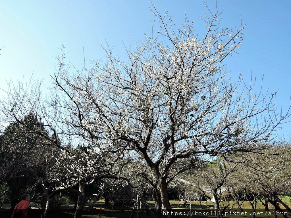 110.1.16 清華大學-梅園-梅花8.JPG