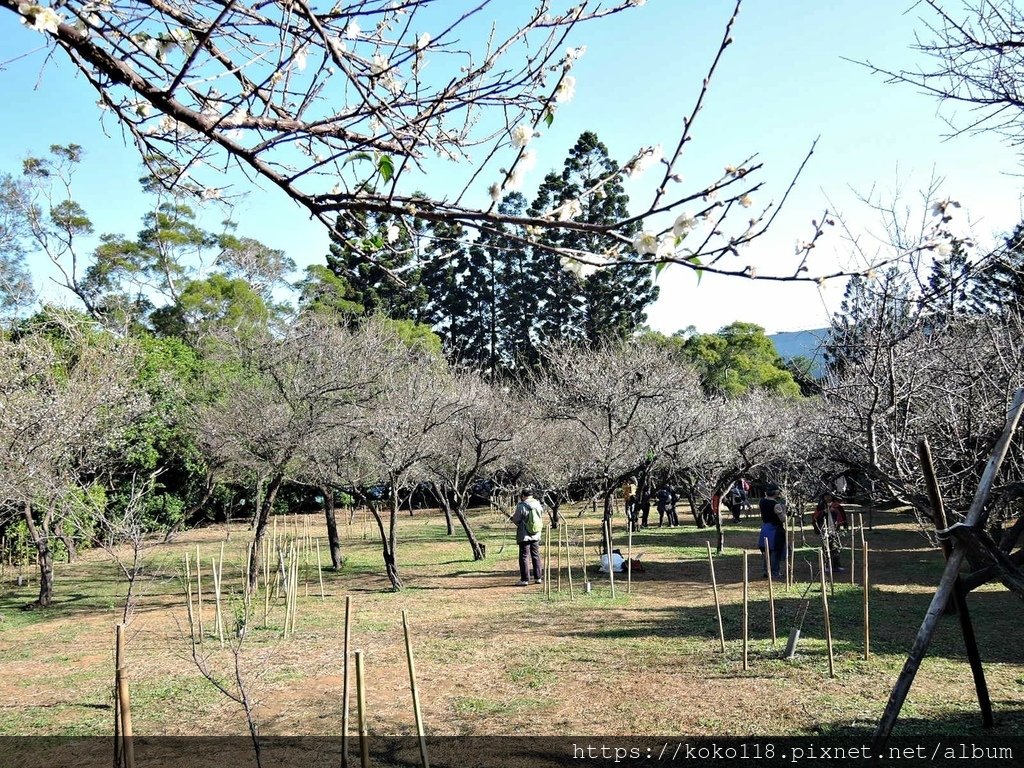 110.1.16 清華大學-梅園-梅花20.JPG