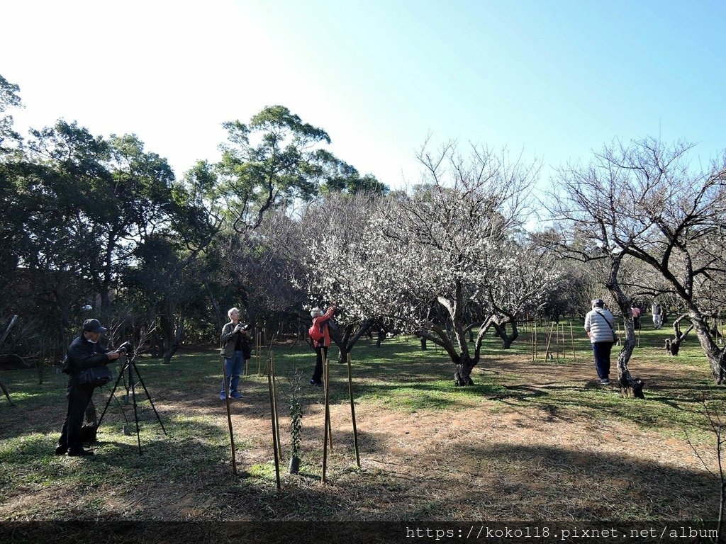 110.1.16 清華大學-梅園-梅花75.JPG