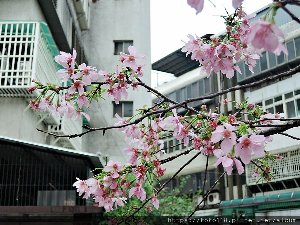 110.3.7 東山濕地生態教學公園外-東南街圳溝-富士櫻12.JPG