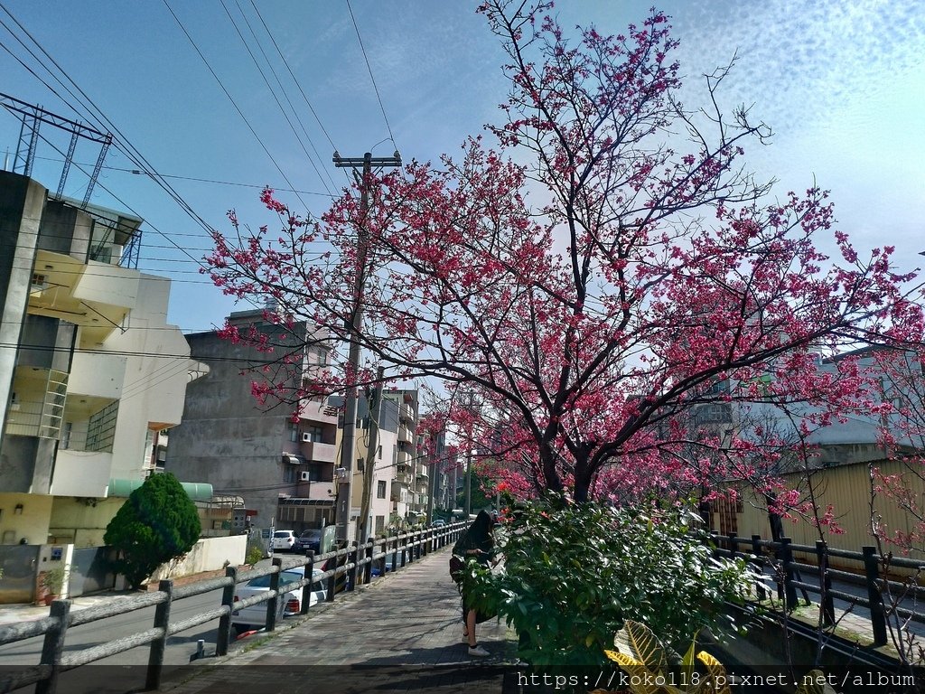 110.2.10 東山濕地生態公園外-東南街圳溝-山櫻花.jpg