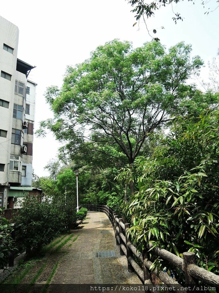 110.3.31 博愛小憩-苦楝.JPG