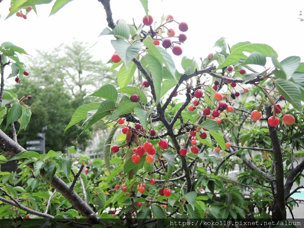 110.3.31 新竹公園-櫻花(實).JPG