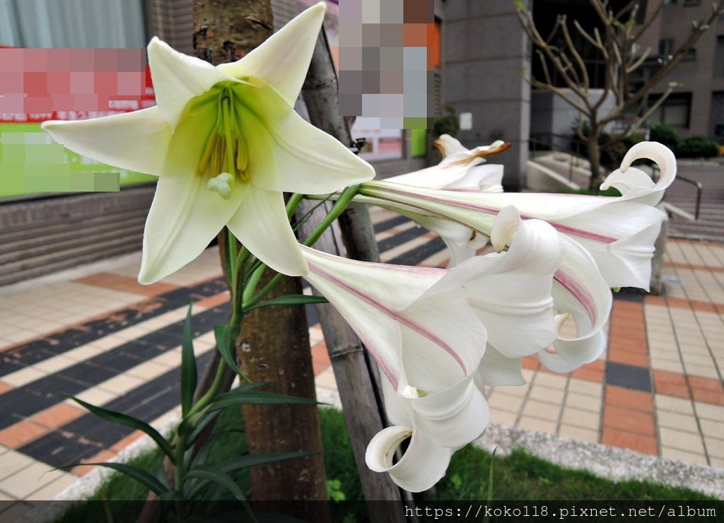 110.4.10 社區-台灣百合3.JPG