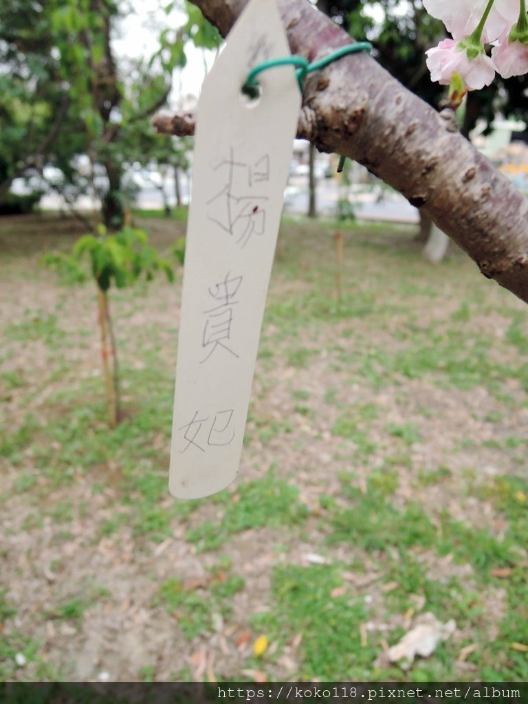 110.4.16 新竹公園-楊貴妃櫻4.JPG