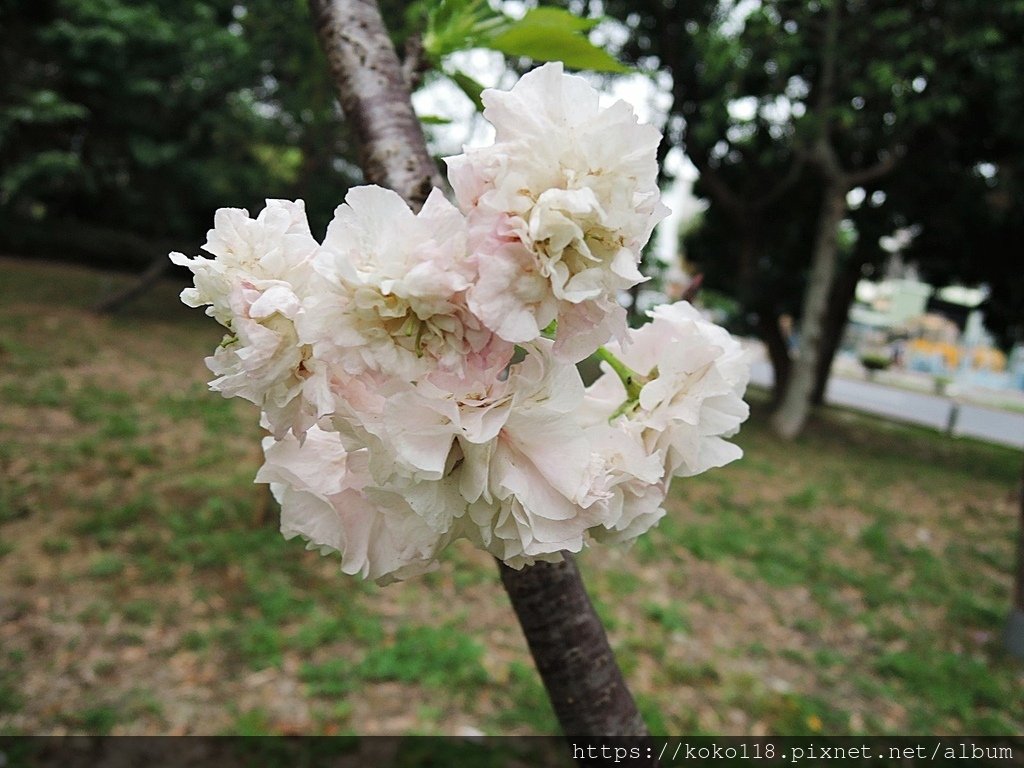 110.4.16 新竹公園-楊貴妃櫻7.JPG