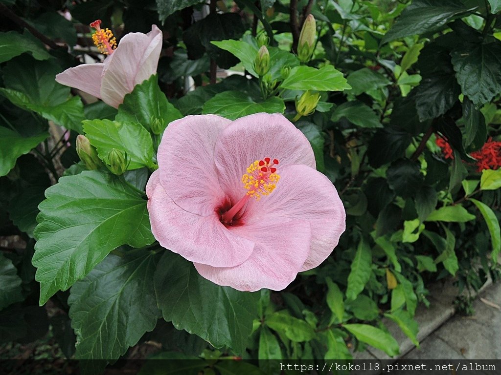 110.5.3 東山濕地生態教學公園-朱槿2.JPG