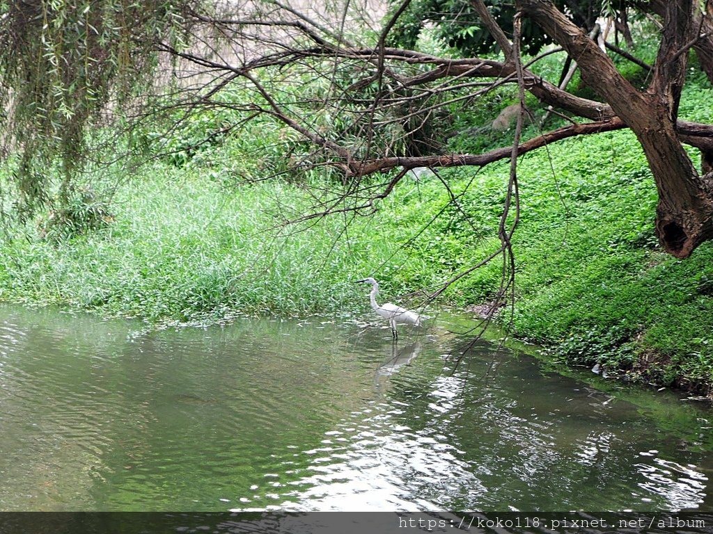 110.5.9 新竹公園-白鷺鷥.JPG