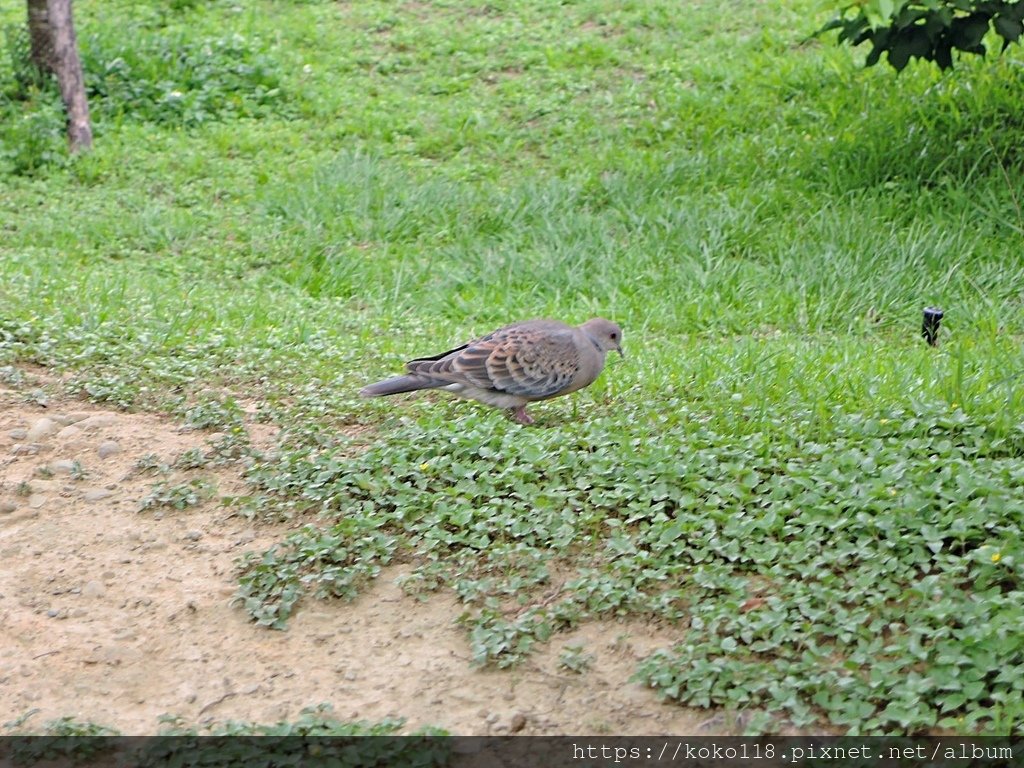 110.5.9 新竹公園-金背鳩.JPG