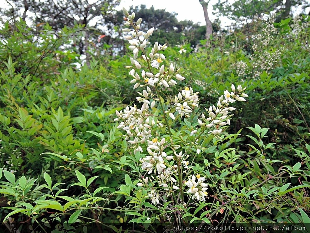 110.5.9 新竹公園-南天竹.JPG