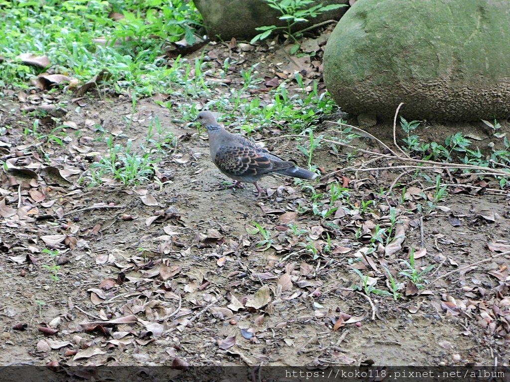 110.5.9 新竹公園-金背鳩1.JPG