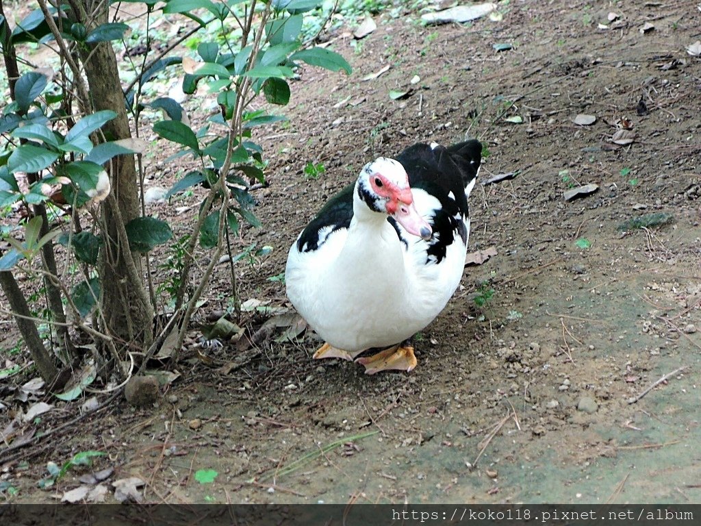 110.5.9 新竹公園-鴨子2.JPG