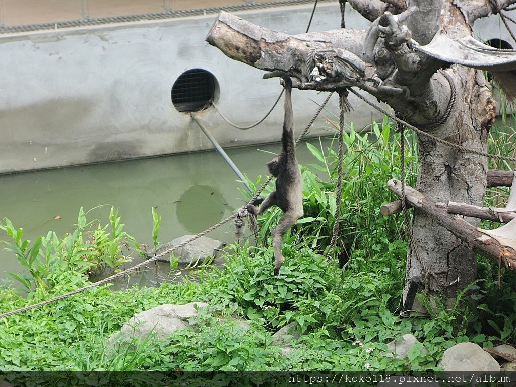 110.5.9 新竹動物園-灰長臂猿.JPG