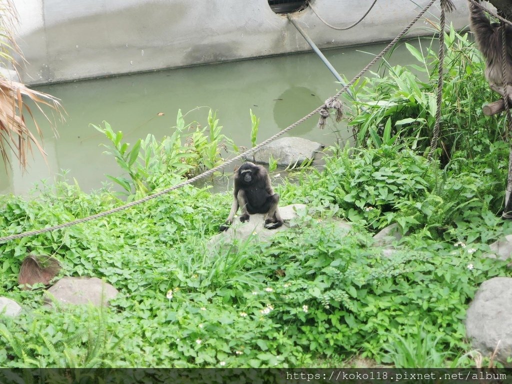 110.5.9 新竹動物園-灰長臂猿5.JPG