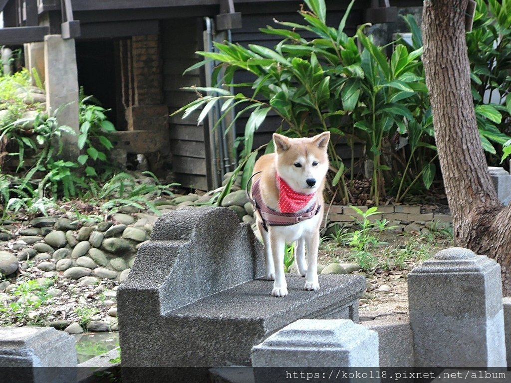 110.10.17 新竹公園-狗1.JPG