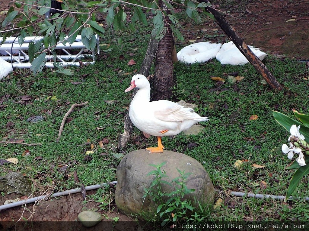 110.10.17 新竹公園-鴨1.JPG
