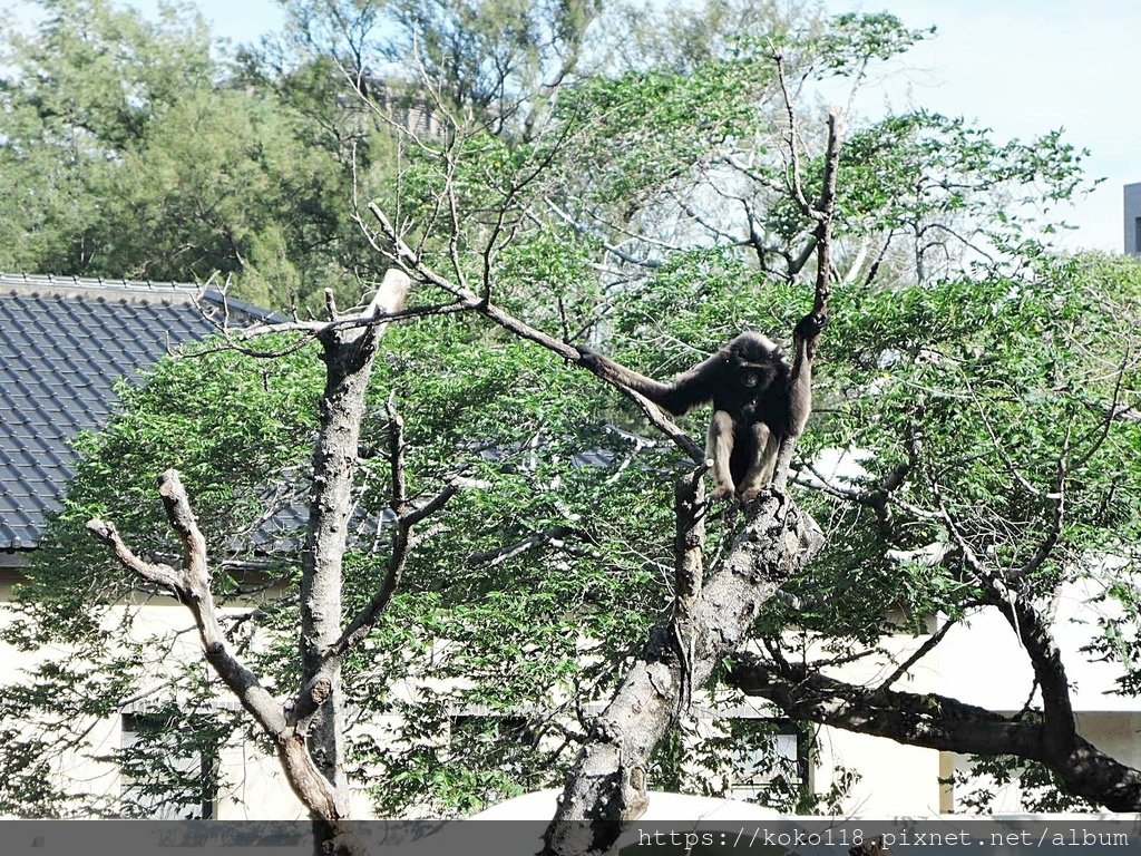 110.10.17 新竹動物園-灰長臂猿.JPG