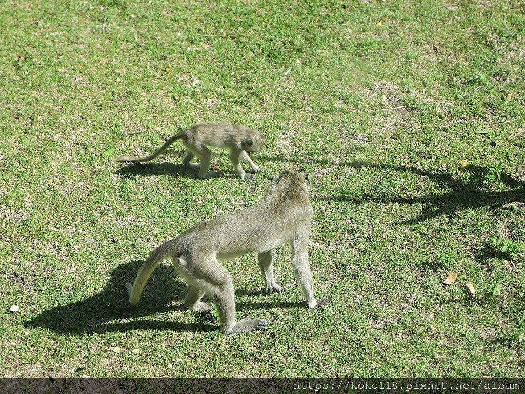 110.10.17 新竹動物園-馬來猴2.JPG