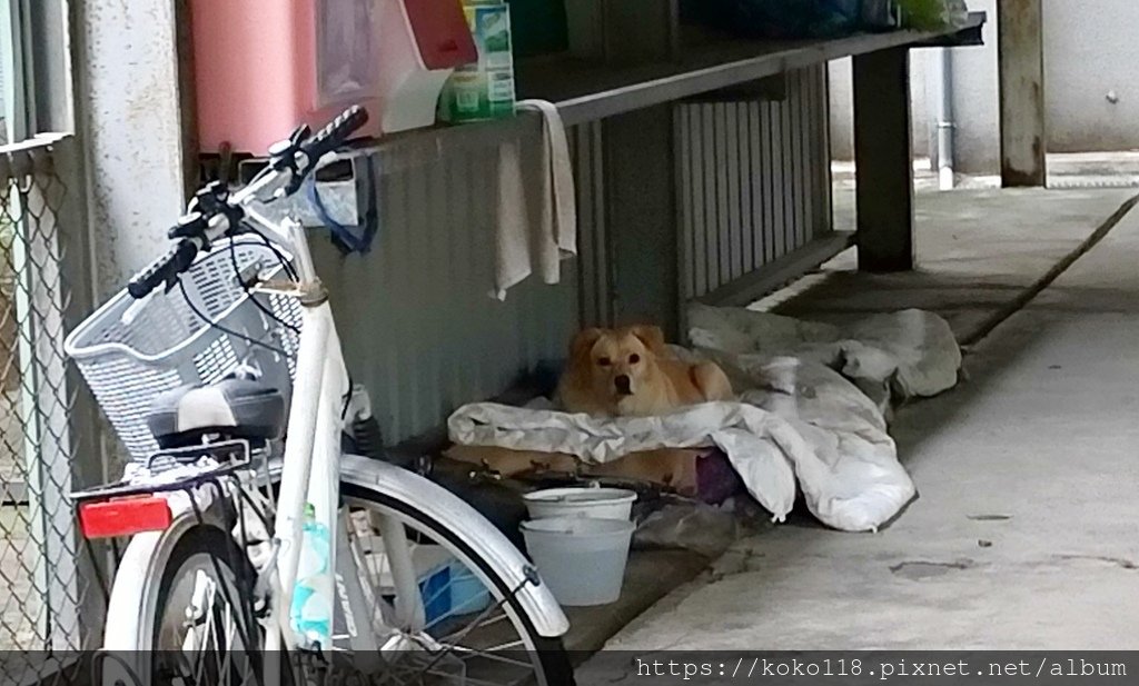 110.10.23 陽明交通大學博愛校區-校狗小黃.jpg