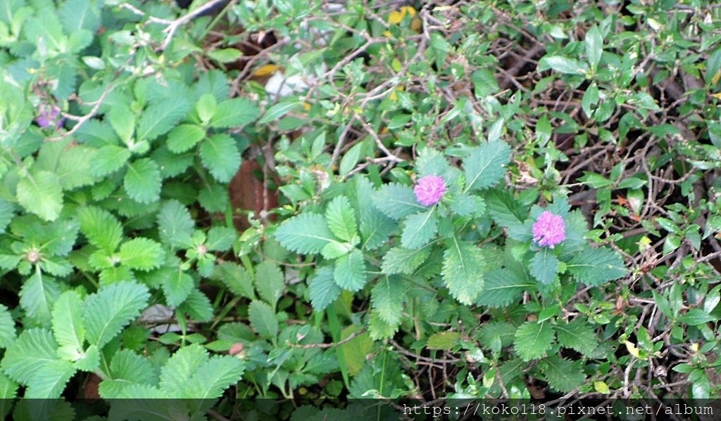 110.11.14 博愛小憩-藍冠菊(菲律賓鈕扣花).JPG