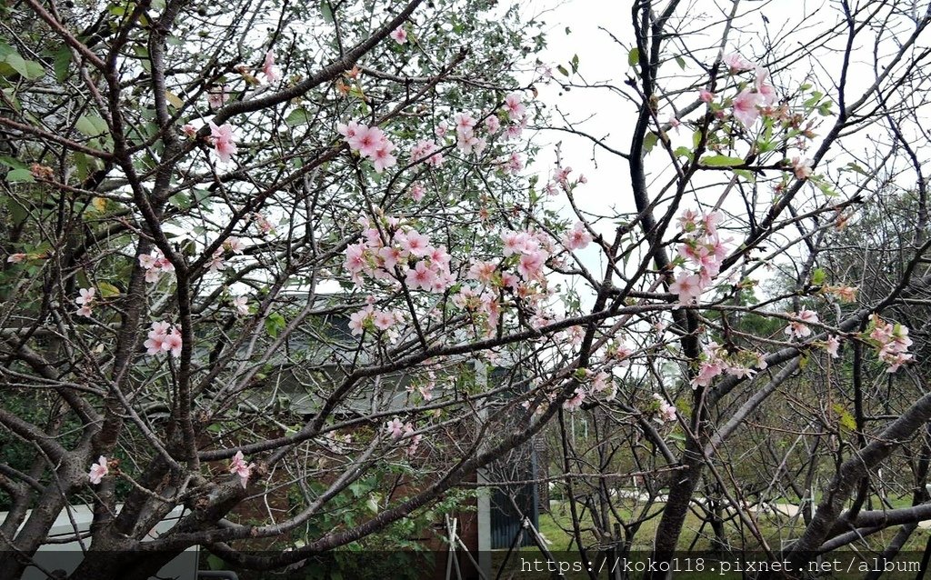 110.11.17 新竹公園-河津櫻1.JPG