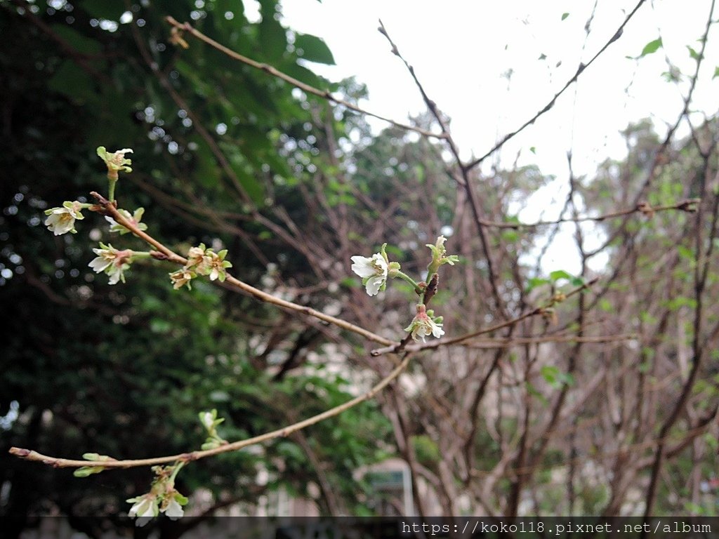 110.11.17 新竹公園-霧社山櫻花.JPG