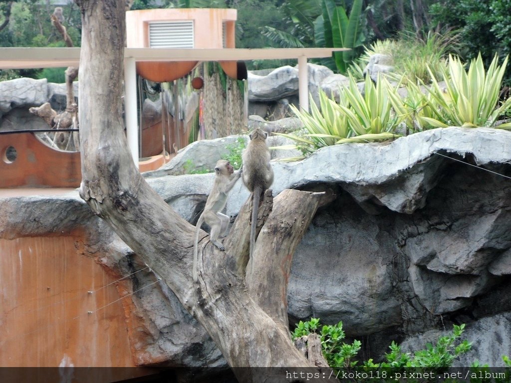 110.11.17 新竹動物園-馬來猴7.JPG