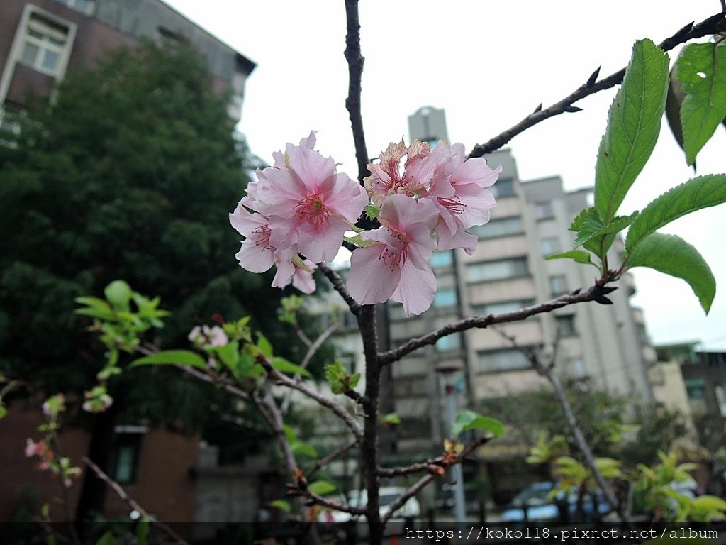 110.11.25 東山濕地生態教學公園外-河津櫻.JPG