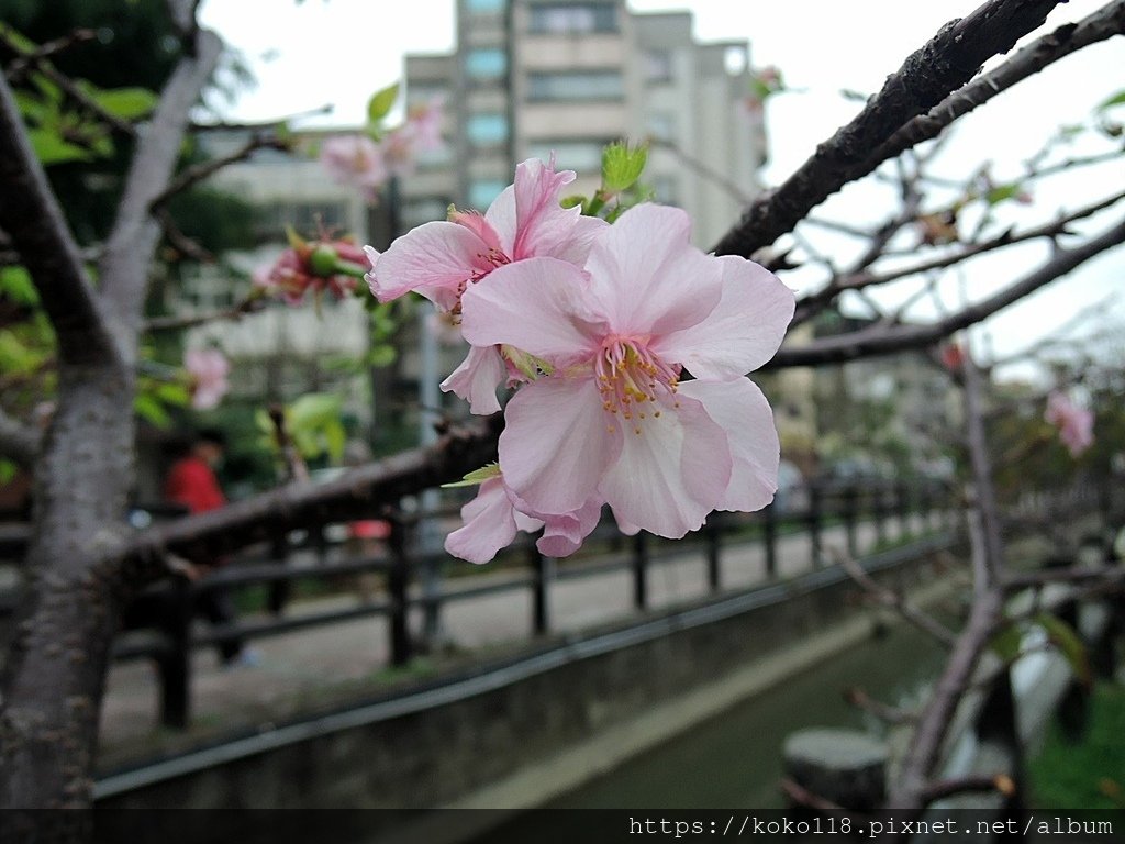 110.11.25 東山濕地生態教學公園外-河津櫻3.JPG