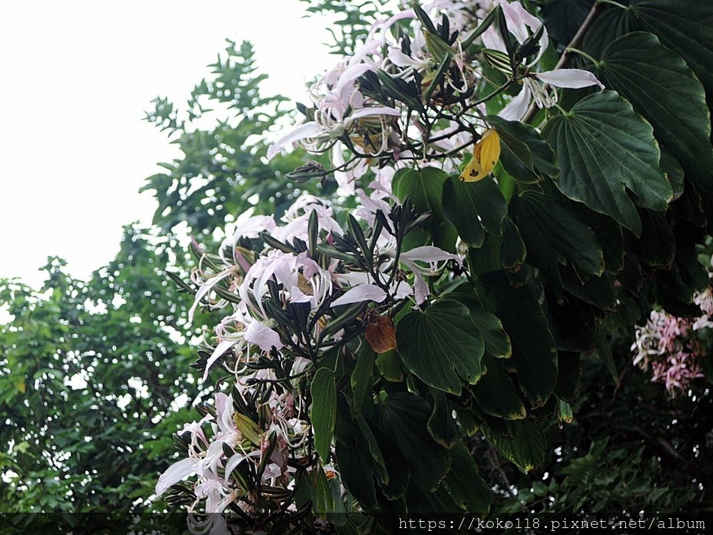 110.11.25 東山濕地生態教學公園外-洋紫荊1.JPG