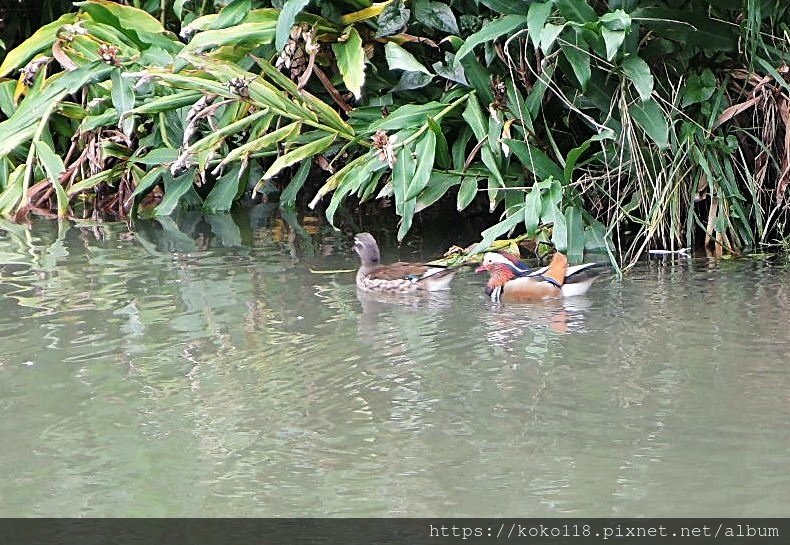 111.2.5 新竹公園-鴛鴦14.JPG