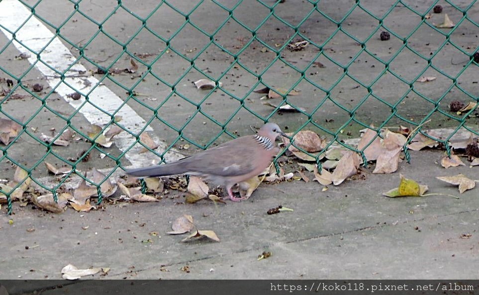111.3.6 東山濕地生態教學公園外-珠頸斑鳩1.JPG