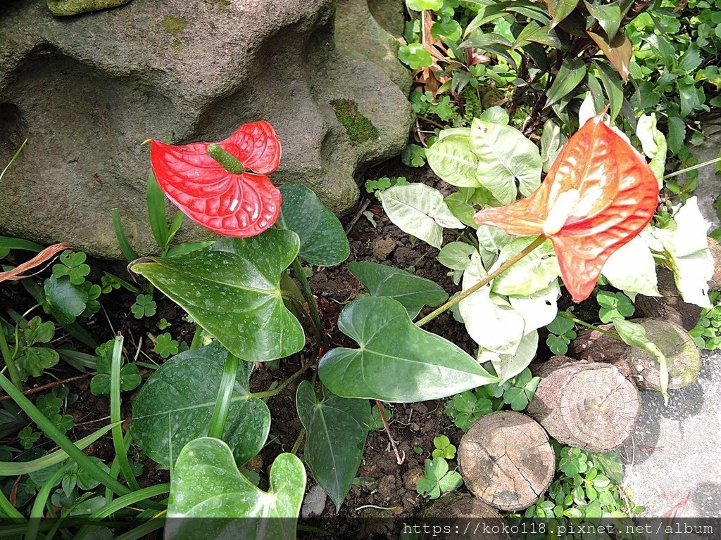 110.3.19 東山濕地生態教學公園-火鶴花.JPG