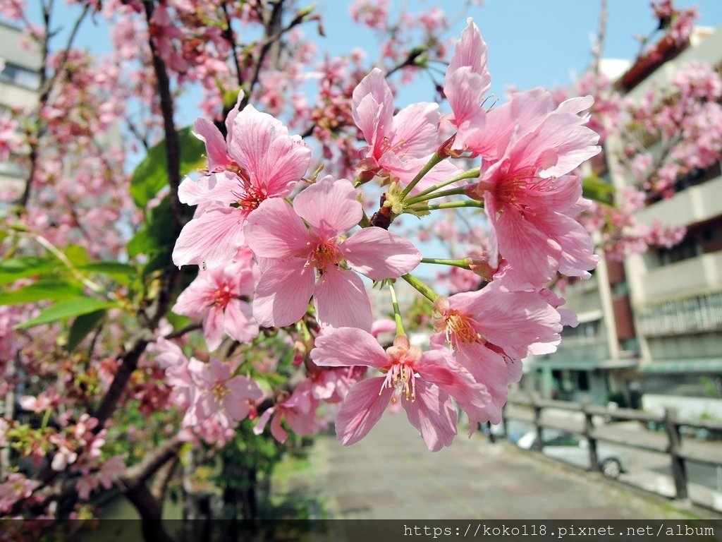 111.4.9 東山濕地生態教學公園外-富士櫻2.JPG