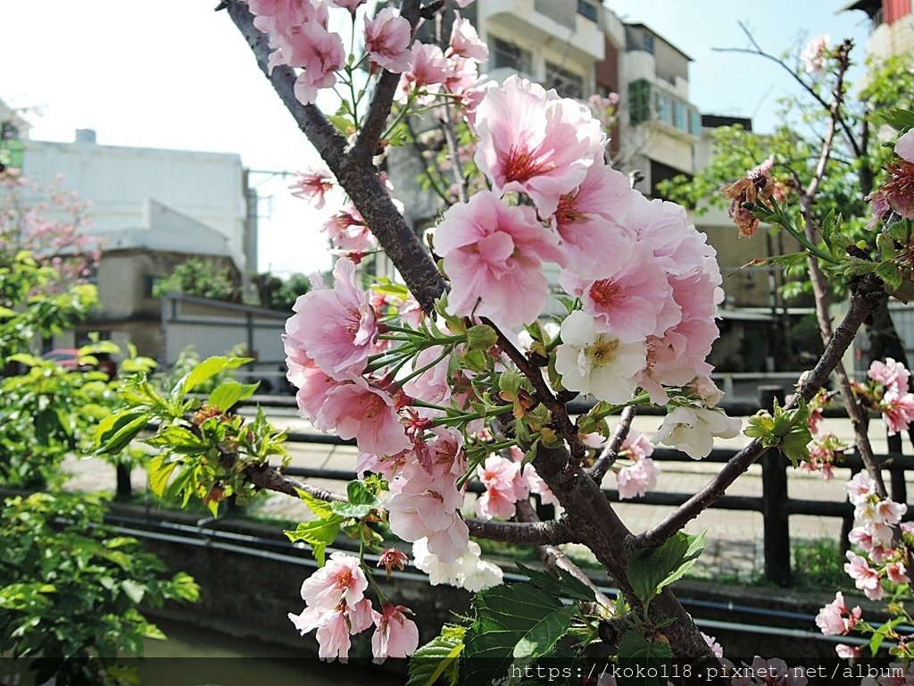 111.4.9 東山濕地生態教學公園外-墨染櫻3.JPG