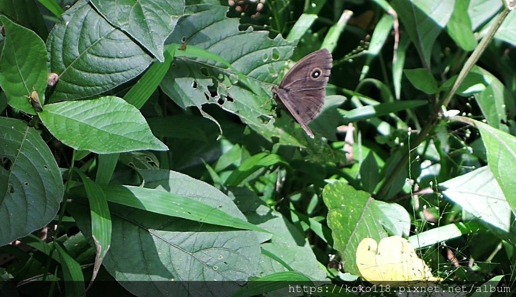 111.6.19 十八尖山-切翅單環蝶1.JPG