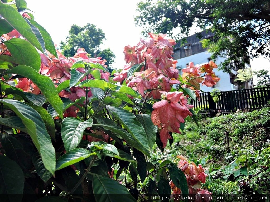 111.7.8 東山濕地生態教學公園-粉萼花.JPG
