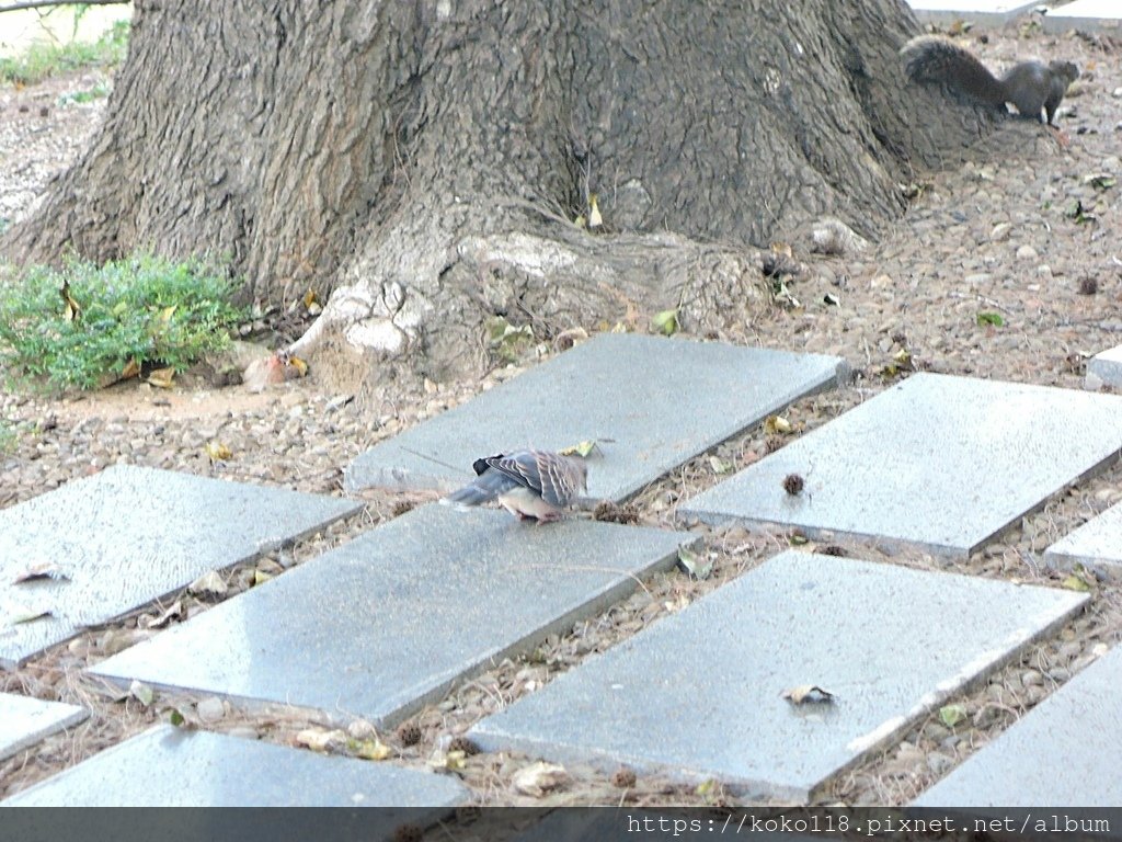 111.10.27 新竹公園-松鼠,金背鳩.JPG