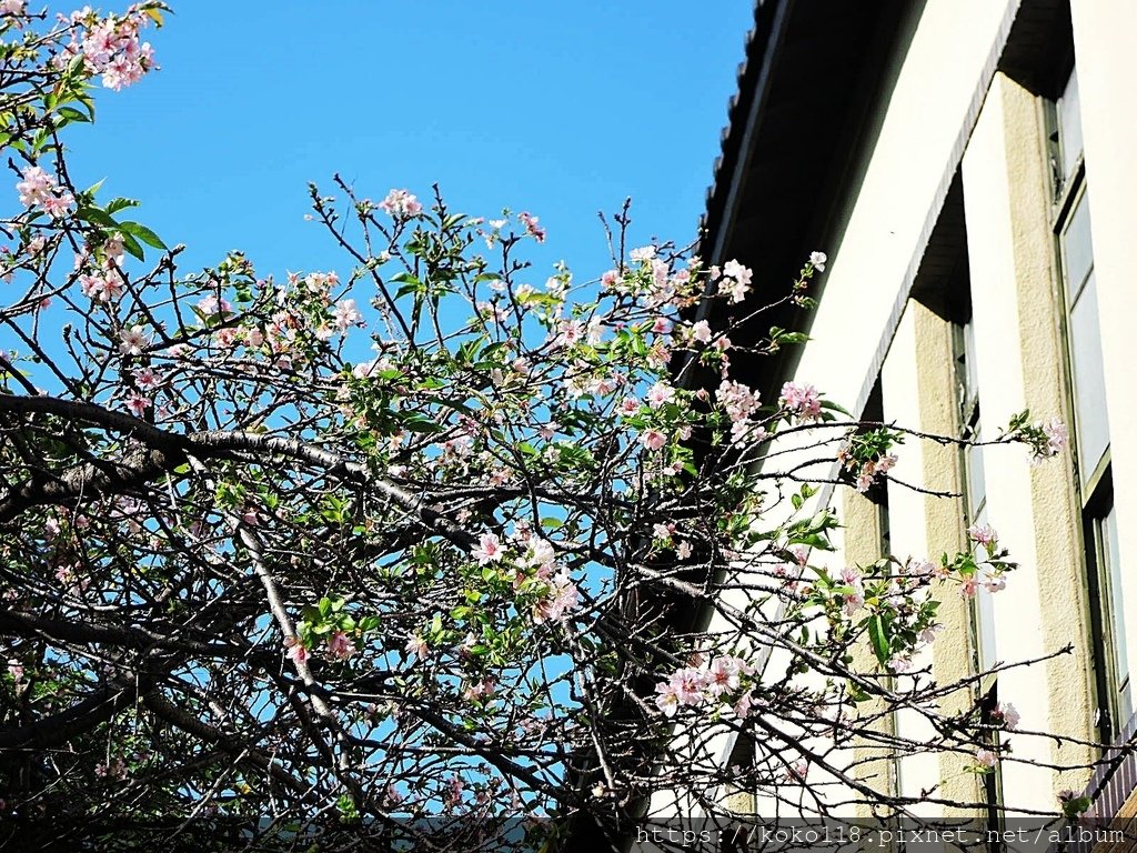 111.10.27 新竹公園-玻工館,櫻花1.JPG
