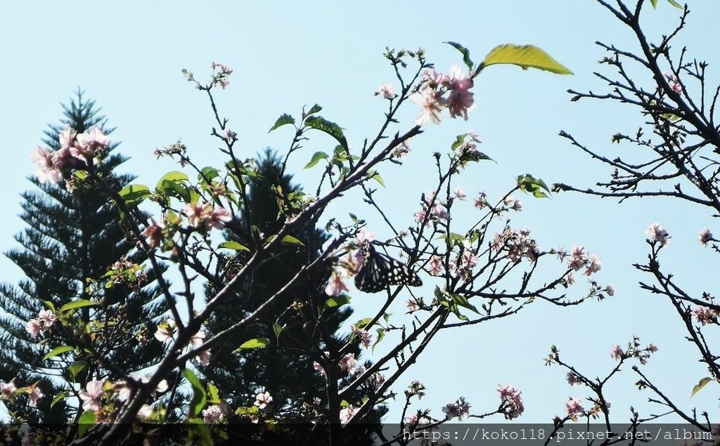 111.10.27 新竹公園-淡小紋青斑蝶,櫻花.JPG