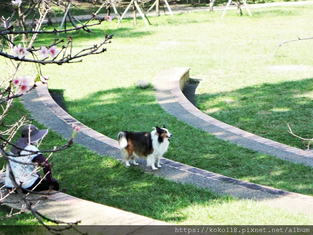 111.10.27 新竹公園-喜樂蒂牧羊犬.JPG