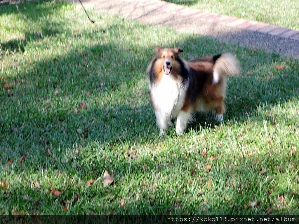 111.10.27 新竹公園-喜樂蒂牧羊犬1.JPG