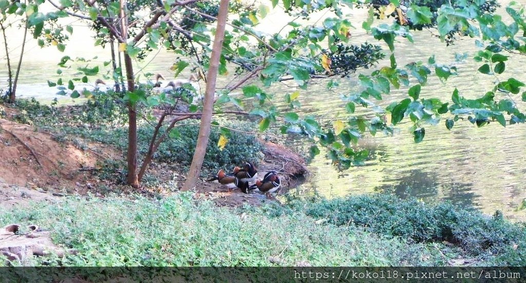 111.10.27 新竹公園-鴛鴦.JPG