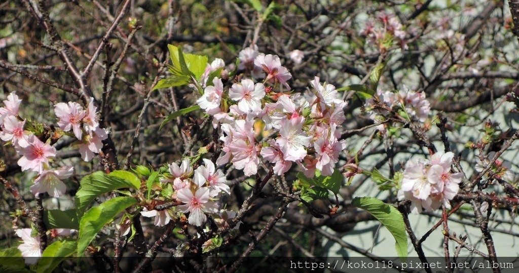 111.10.27 新竹公園-櫻花11.JPG