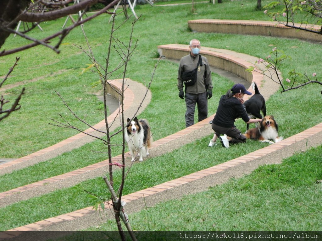 111.11.4 新竹公園-牧羊犬.JPG