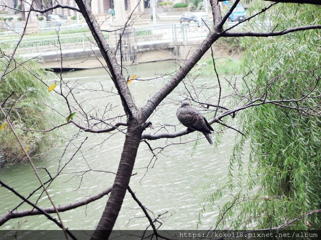 111.11.4 新竹公園-金背鳩1.JPG